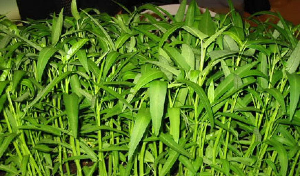 Makan Kangkung Pangkas Kolesterol Jahat