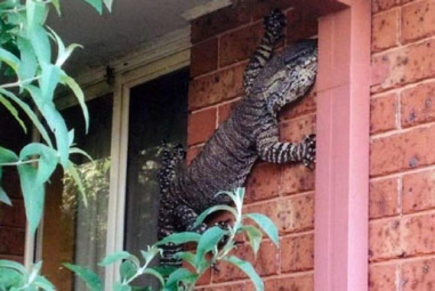 Penghuni Rumah Ini Dikejutkan Kadal Raksasa Sepanjang 1,5 Meter