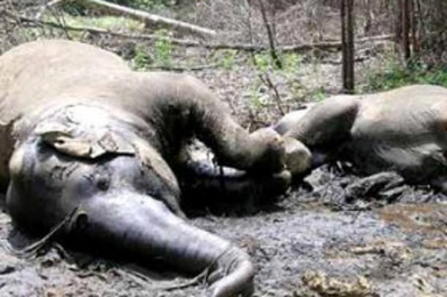Terhitung 2014-2015, Sebanyak 10 Gajah Sumatera Mati Dibunuh