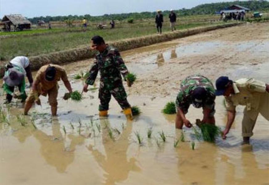 Danramil 03/Tempuling Tanam Padi Unggul Jenis Ir 42 Serentak