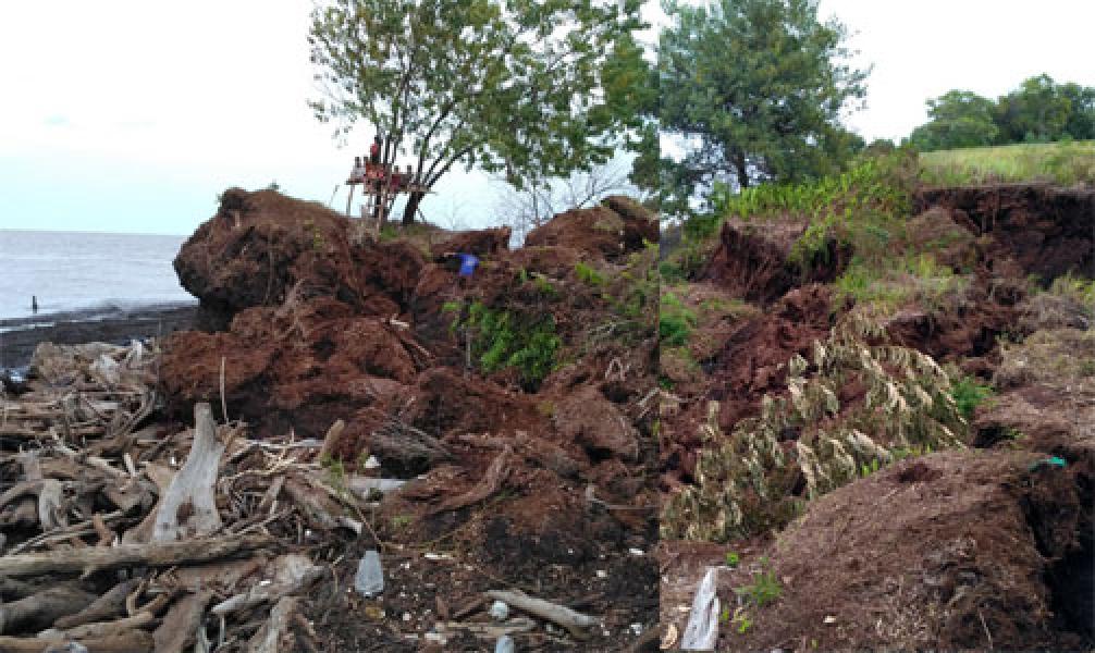 Abrasi Terjang Pantai Simpang Ayam Bengkalis, Petani Nenas Merugi