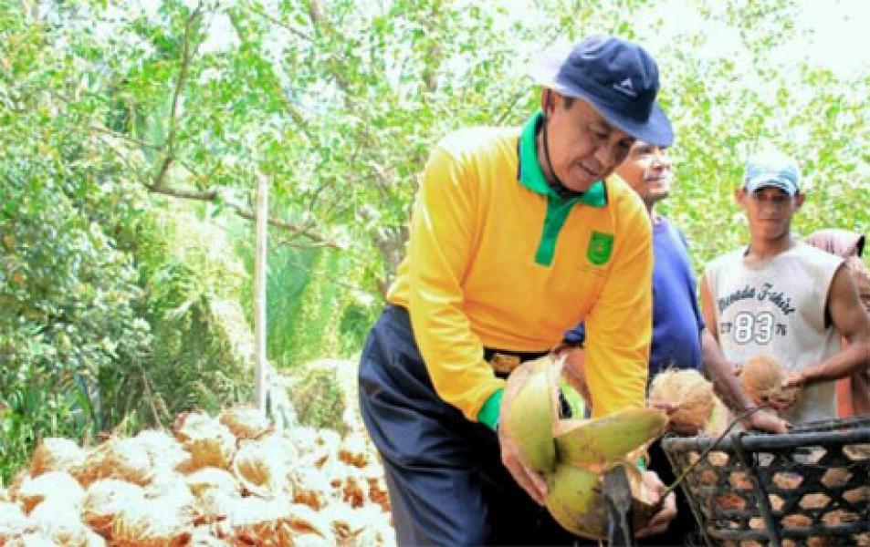 Ilmuwan Sebut Kelapa Sebagai Buah Kehidupan