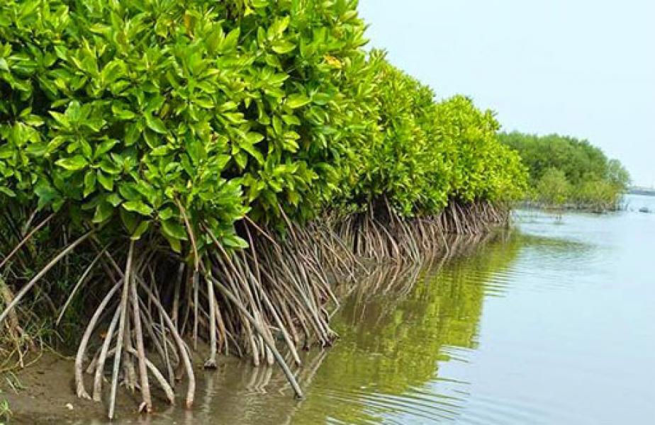 MERA, Wadah Pengelolaan Mangrove Secara Terpadu dan Berkelanjutan