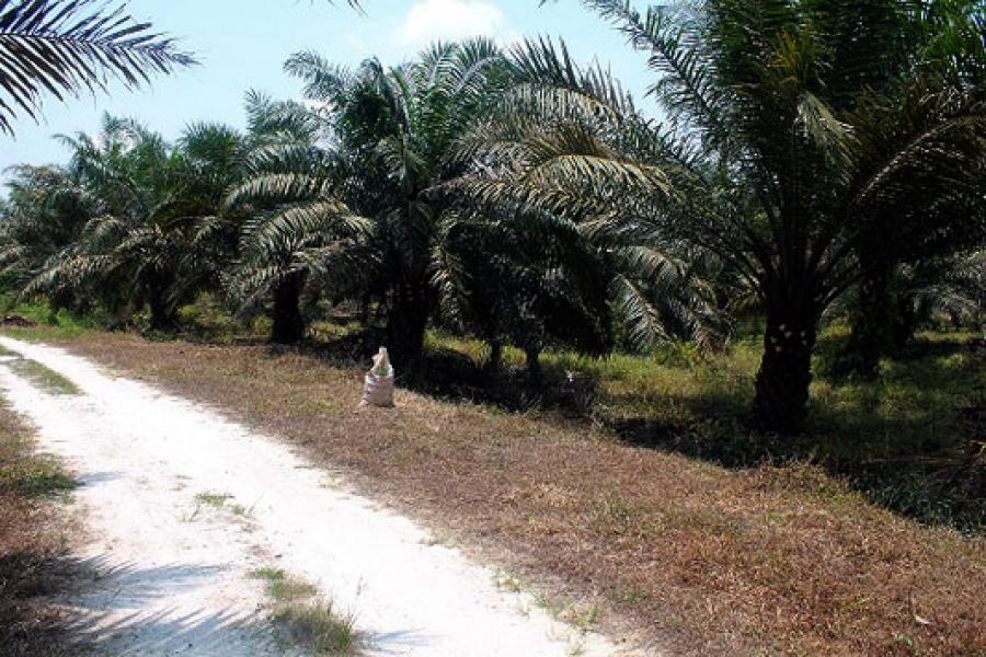 Mantan Kabag Tapem Inhu Tegaskan Izin Lokasi PT BIP bukan Untuk Kuasai Hutan Negara