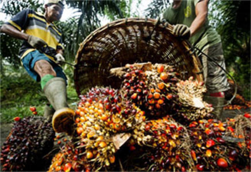 Untuk Membangun Kebun Inti PT Tasmapuja Dituding Tipu Masyarakat