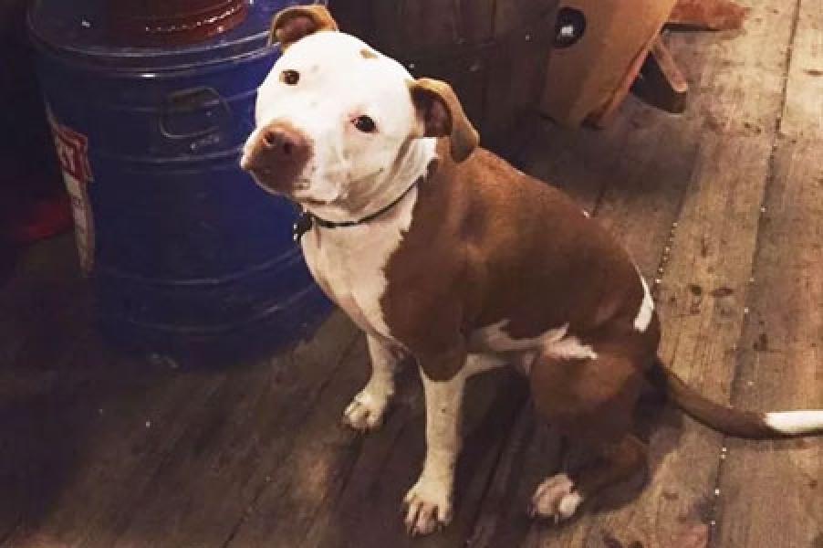 Anjing Pittbul Penyerang Satpam Komplek Ternyata Kanibal