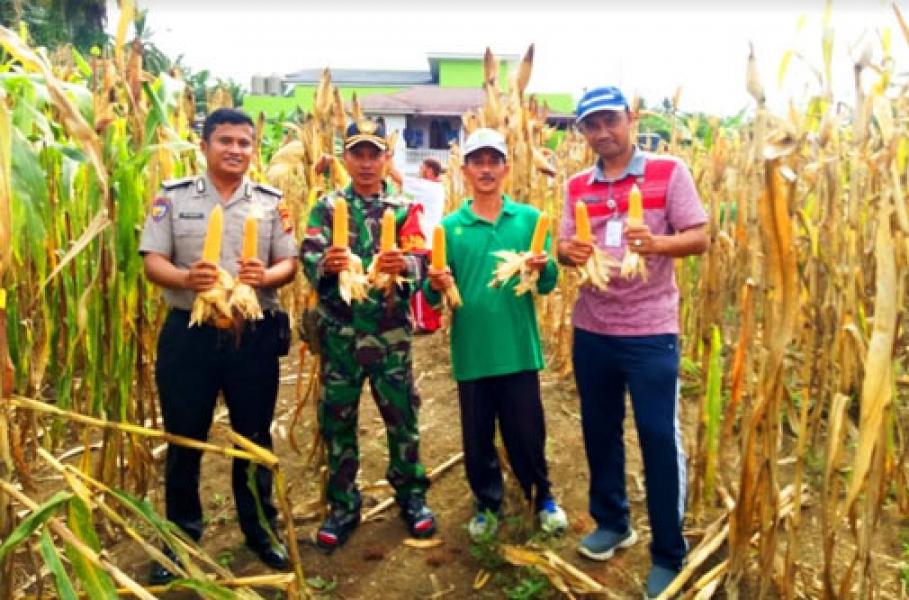 Babinsa Koramil 02 Rambah Bersama Bhabinkamtibmas Panen Jagung Hibrida 2 Hektar