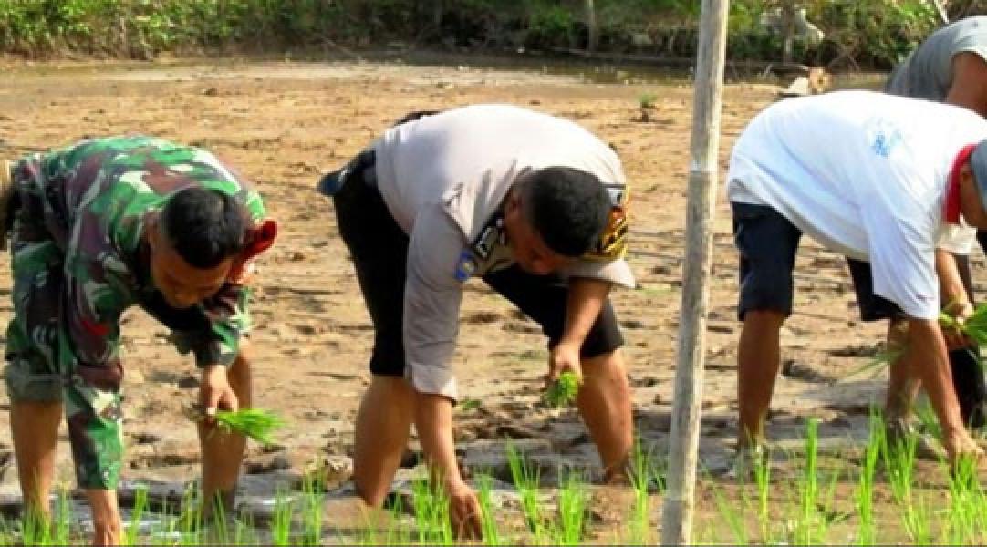 Babinsa bersama Bhabinkamtibmas Turun ke sawah Bantu Petani