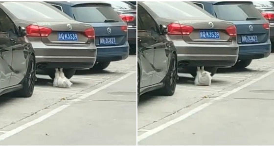 Gemas, Viral Video Kucing Sit-Up di Kolong Mobil