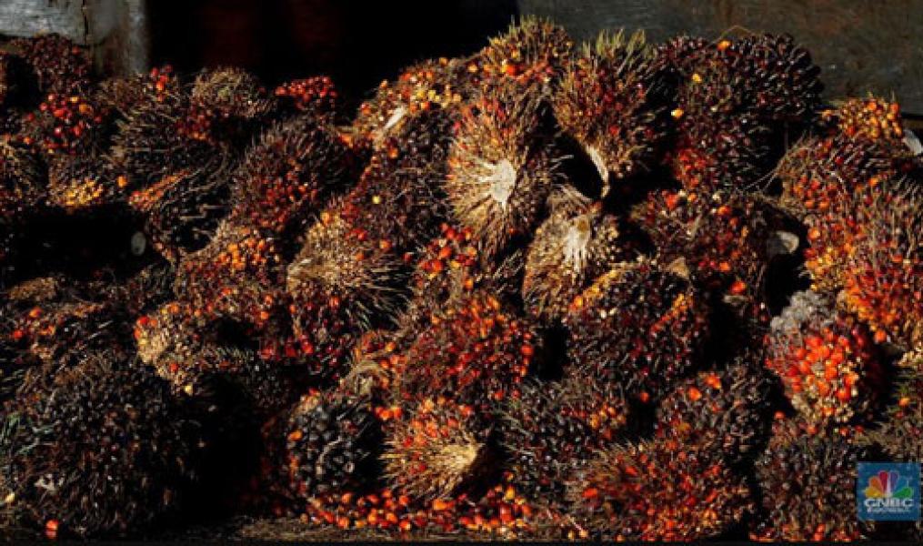 Harga CPO Turun 15% di Tahun 2018, Terparah Dalam 6 Tahun!