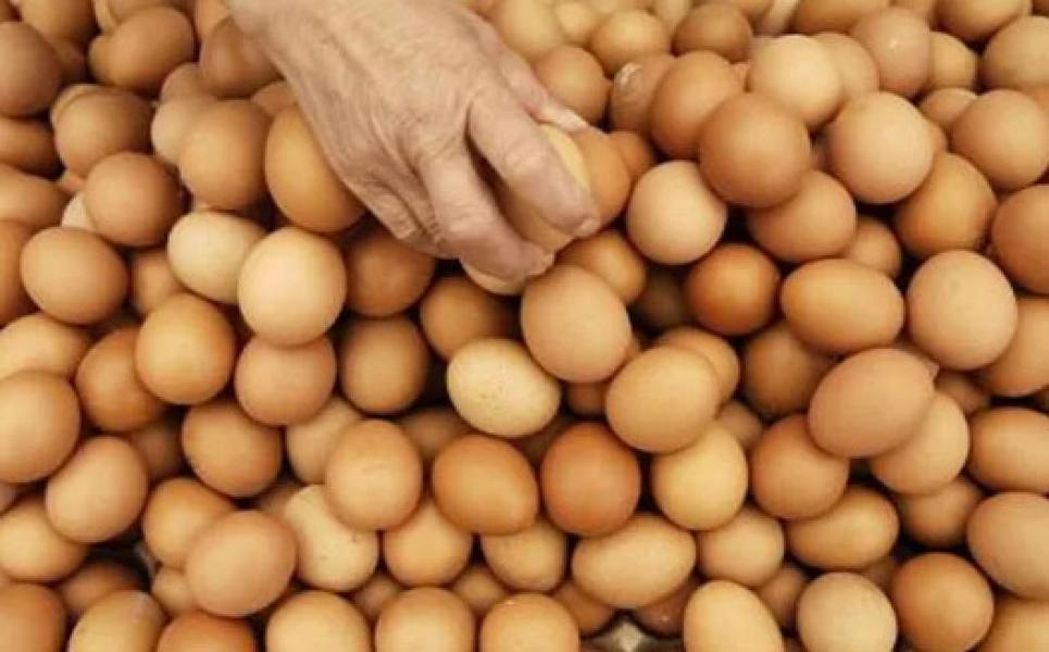 Kapan Harga Telur Ayam Turun?