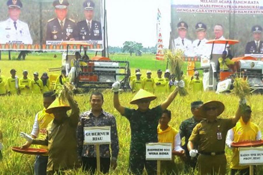 Menuju Swasembada Pangan, Sektor Pertanian Rohil Ukir Prestasi 