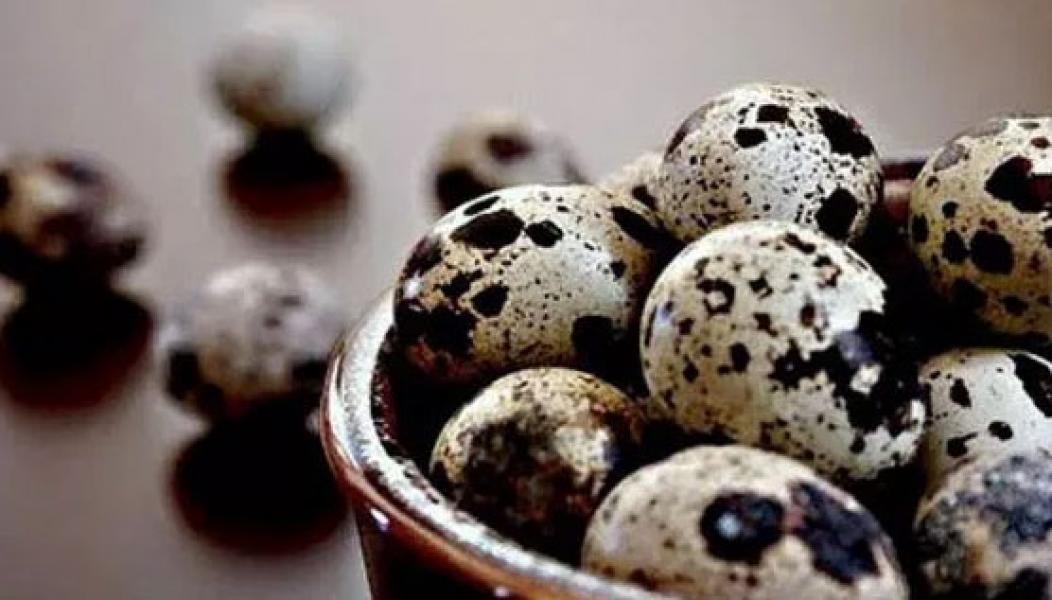 Meski Kecil, Ini Manfaat Telur Burung Puyuh