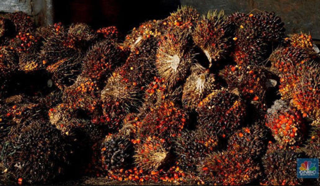 Sambut Natal, Harga CPO Amblas 1% Lebih
