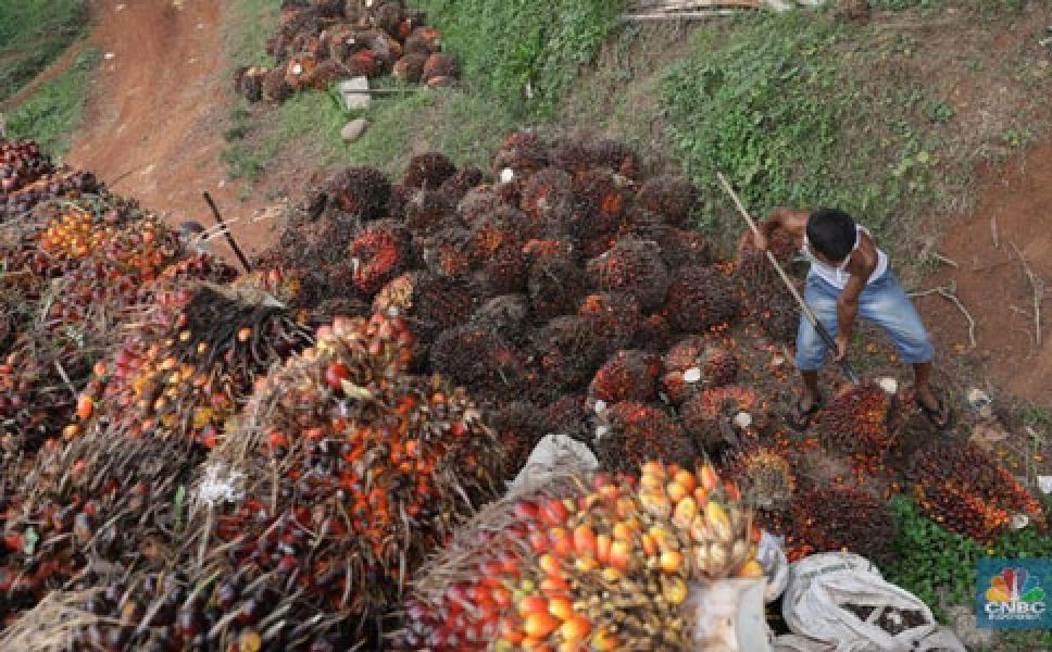 Stok Malaysia Sentuh Rekor Tertinggi, Harga CPO Amblas 1%
