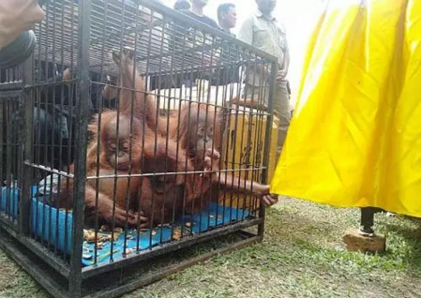 3 Orangutan Ditemukan Warga di Dalam Kardus Dekat Jembatan Pekanbaru