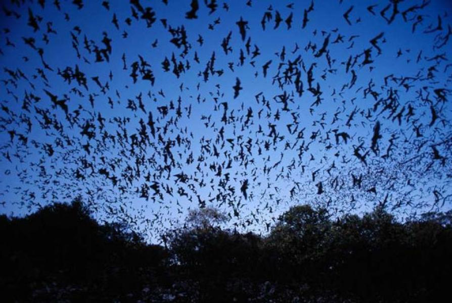 5 Fakta Menarik Kelelawar, Ternyata Kotorannya Jadi Bahan Peledak