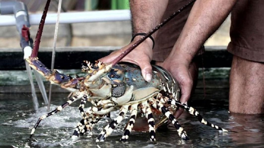 Ada Bandar Besar Singapura Penyelundup Lobster RI ke Vietnam