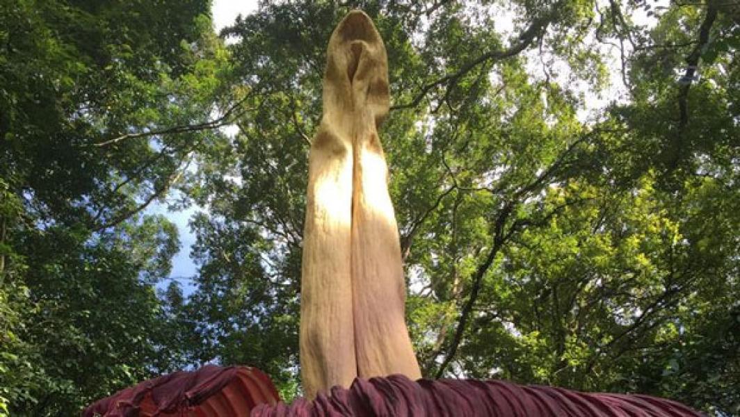 Bungai Bangkai Raksasa Mulai Mekar di Sumbar