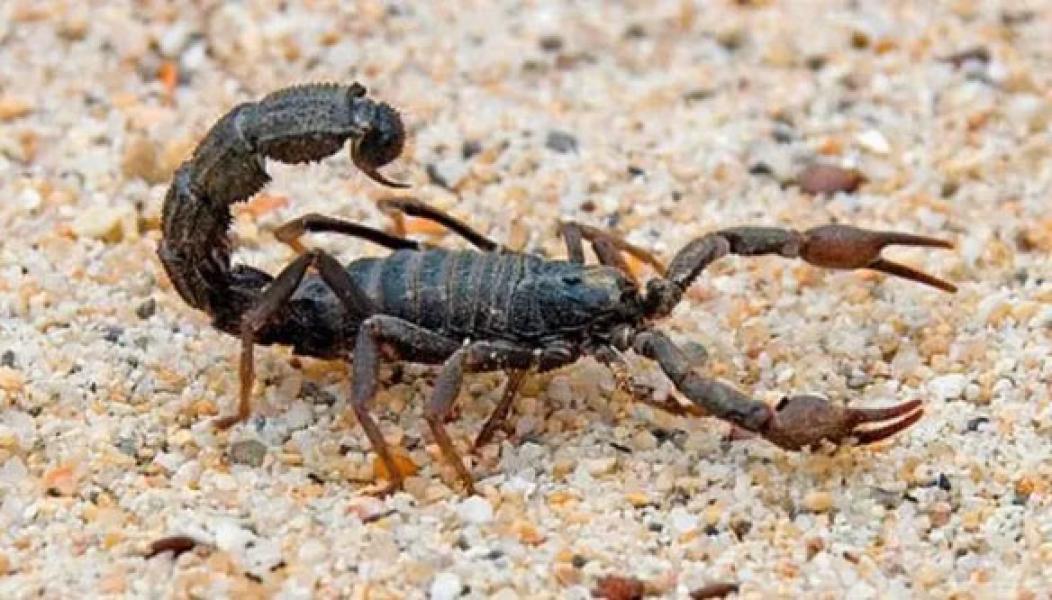 Penumpang Pesawat Disengat Kalajengking dalam Penerbangan di Amerika Serikat