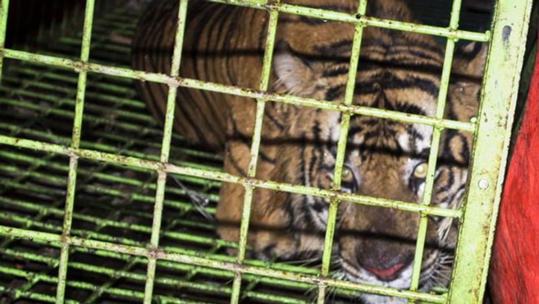 Polisi Tangkap Pemburu Harimau, Empat Janin Disita