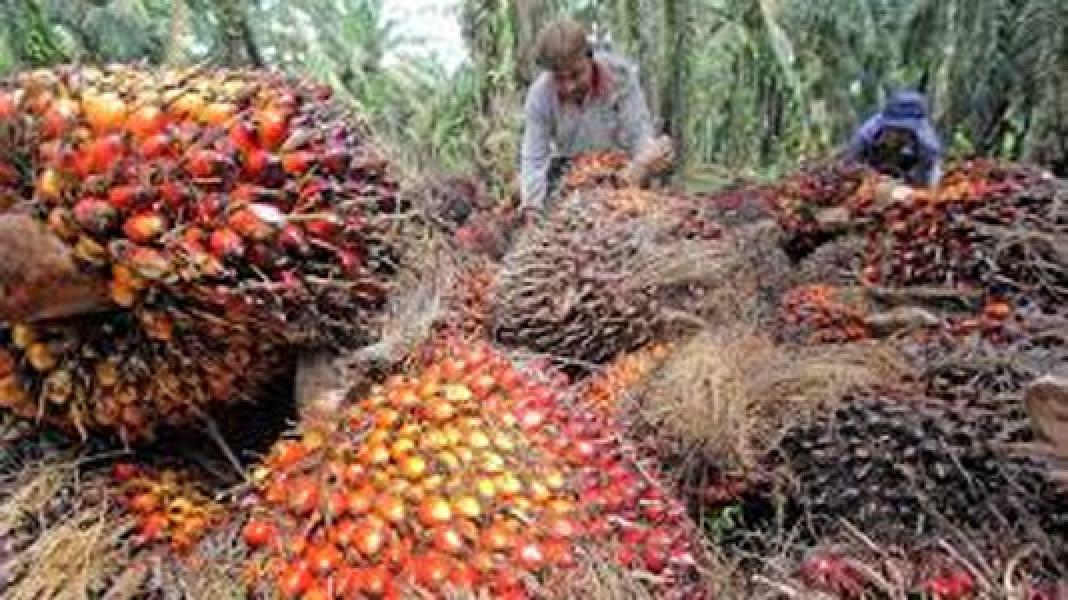 RI Melawan, Resmi Gugat Balik Eropa Soal Sawit!