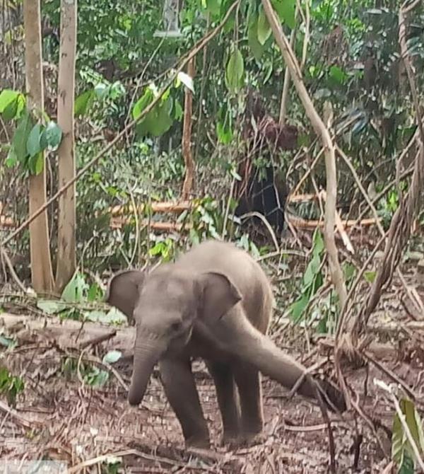 Tim BKSDA Riau Selamatkan Anak Gajah Sumatera yang Terjerat di HTI PT Rimba Peranap Indah,