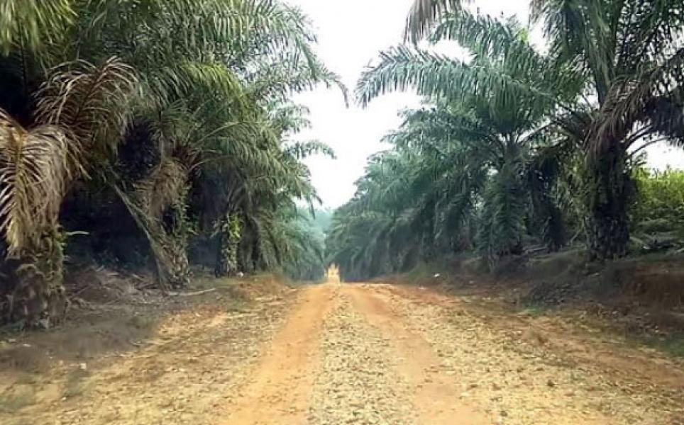 187 Perusahaan Perkebunan Belum Penuhi Kewajiban Bangun Kebun Masyarakat