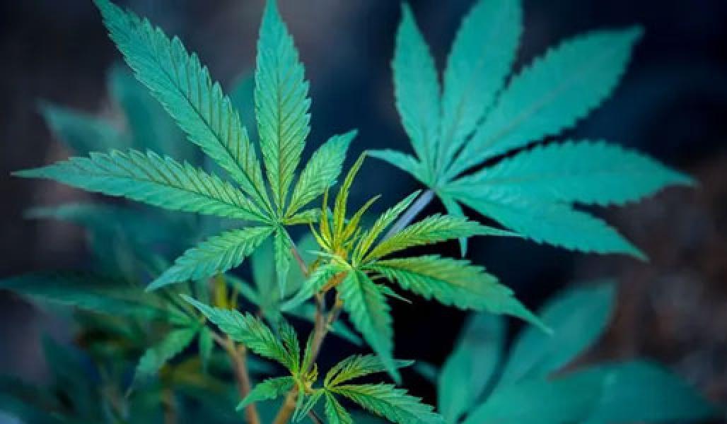 BNN Beberkan Alasan Indonesia Tetap Larang Penggunaan Ganja