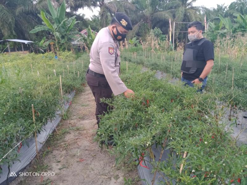 Jaga Ketahanan Pangan, Polsek Kerumutan Kontrol Perkebunan dan Perikanan Progam Jaga Kampung
