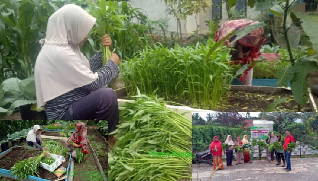 Kompak, KWT Bunda Ceria Sialang Rampai Panen Sayur Mayur