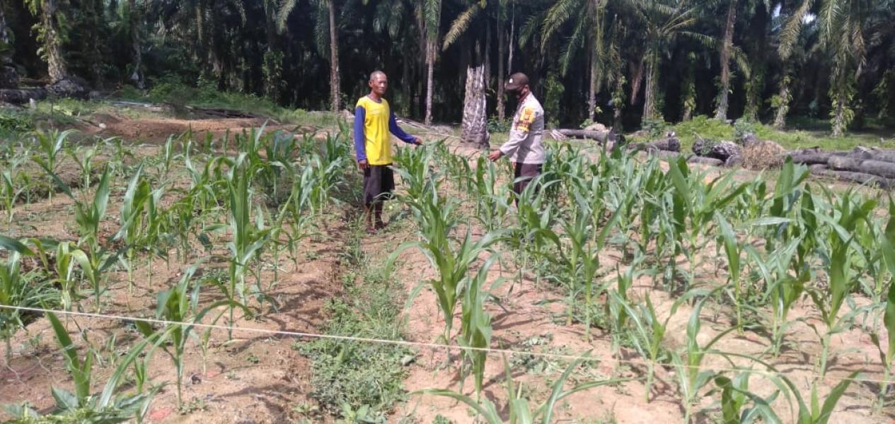 Pandemi Covid Belum Berakhir, Polsek Pangkalan Lesung cek Ketahanan Pangan