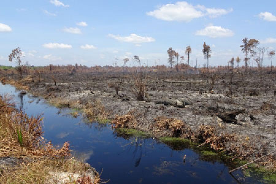 Pemulihan Gambut dan Mangrove Berbasis Capaian, Kunci Pencapaian Komitmen Iklim Indonesia