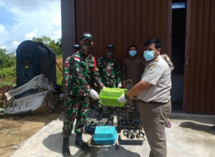 Satgas Pamtas RI-Malaysia Yonif 642 Gagalkan Penyelundupan Satwa Ilegal